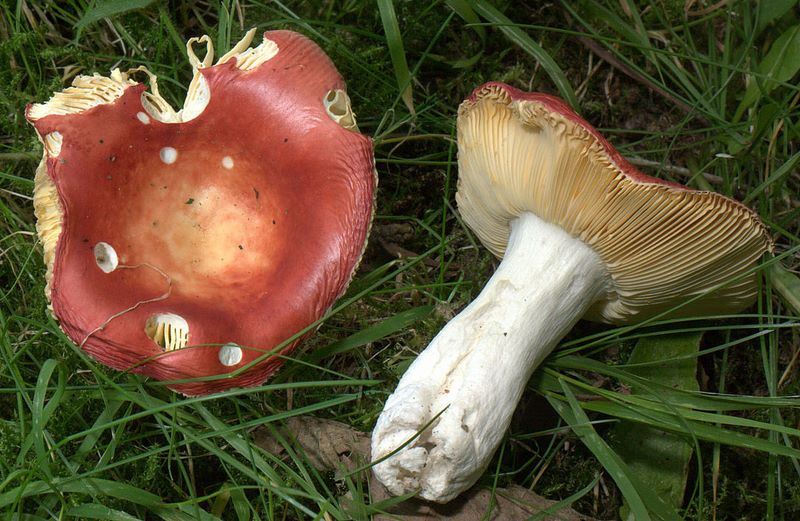 Russula rutila